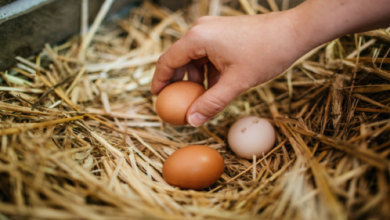 صورة علماء يبتكرون “صيغة عالمية” لوصف شكل بيضة أي طائر